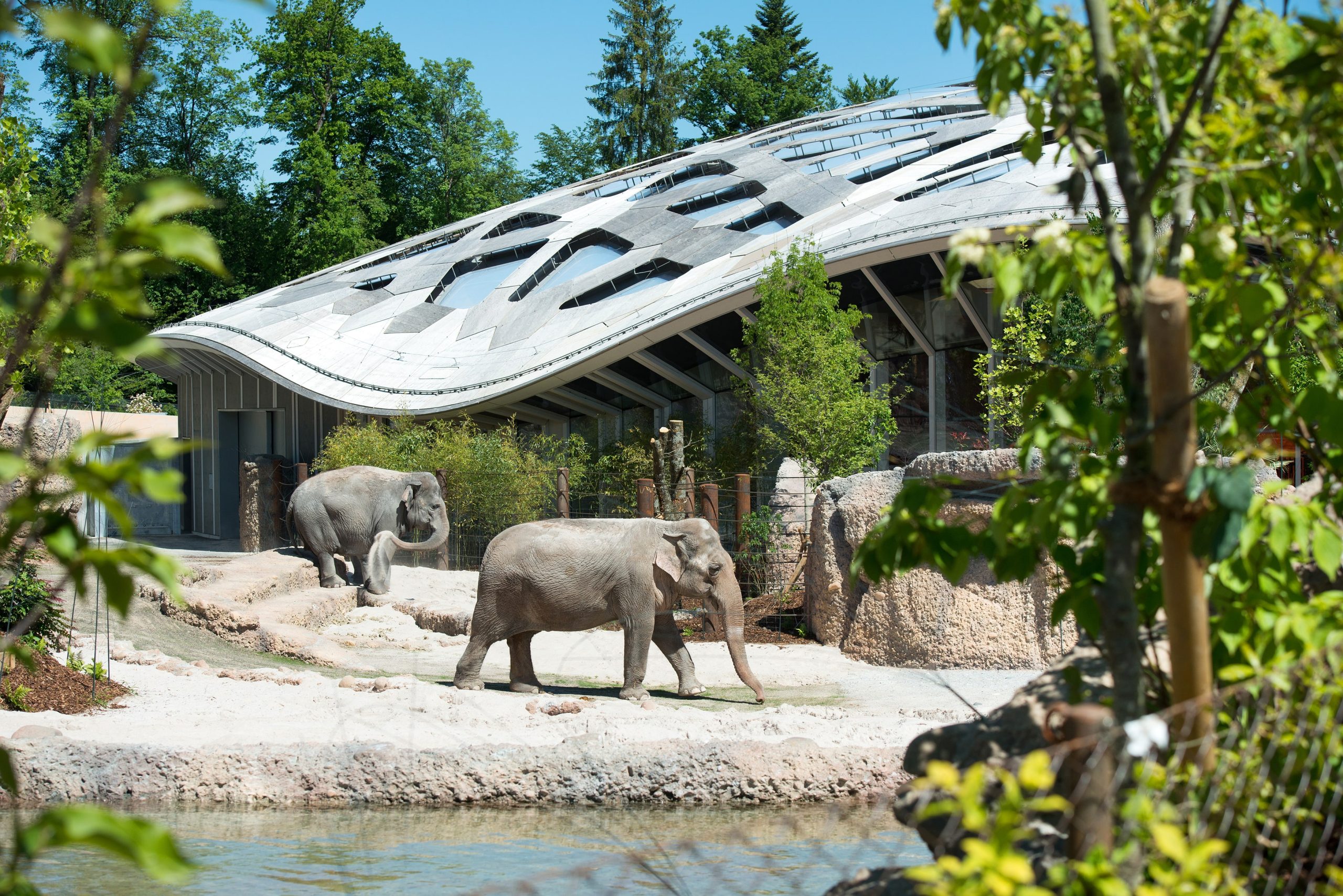Zwei Elefanten spazieren in einem Außengehege des Zoo Zürich, umgeben von Bäumen und Pflanzen. Im Hintergrund erhebt sich ein modernes, geschwungenes Gebäude mit einem gewellten Dach unter dem klaren blauen Himmel.
